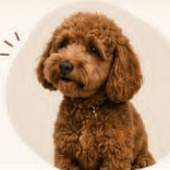 Birdy the happy dog in Russian Hill