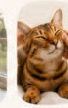 Loving cat head scratches