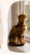 Cat looking out window