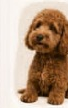 Happy Doodle Dog